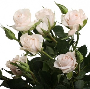 Роза кустовая Порчеллино (Porcellino)