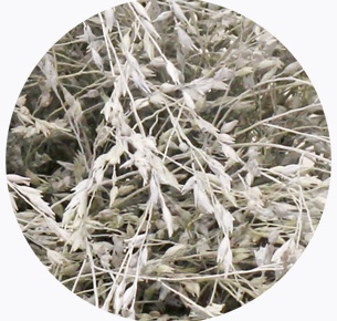 Паникум крашеный белый (Panicum white)
