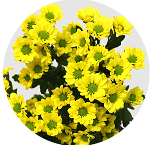 Хризантема кустовая Сантини Мадибо Ринга жёлтая (Madiba Ringa Yellow)