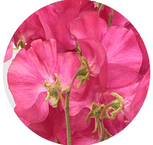 Латирус ярко-розовый (Hot pink)