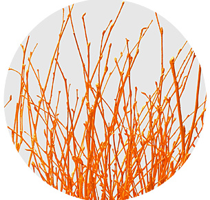 Берёза крашеная оранжевая (Berken painted orange)