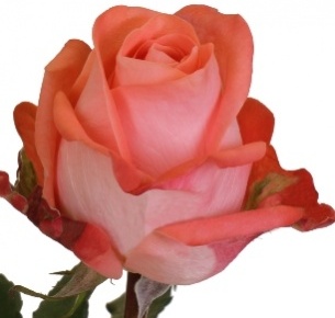 Роза Джардина (Rose Giardina)