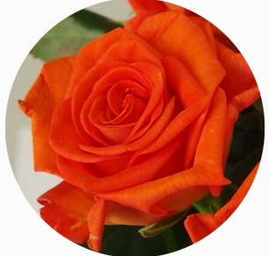 Роза Наранга (Naranga)