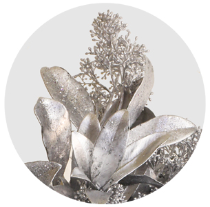 Скиммия крашеная серебряная (Silver)