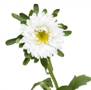 Астра белая