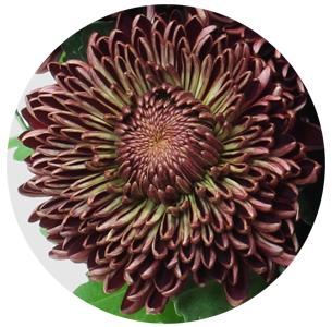 Хризантема одноголовая Бигуди Ред (Bigoudi Red)