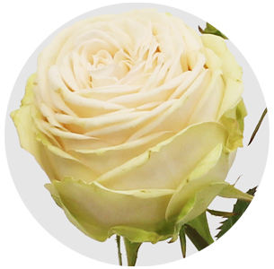 Роза кустовая Галина (Galina)