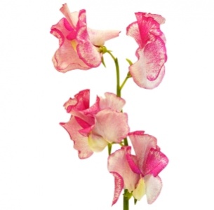 Латирус бело-розовый