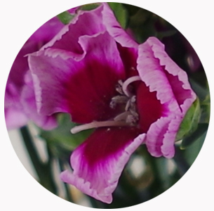 Гвоздика кустовая Соломио Джио (Dianthus Solomio Gio)