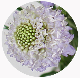 Скабиоза милка скуп (Scabiosa milka scoop)