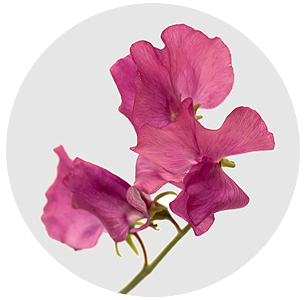 Латирус Мисти блю (Misty Blue)