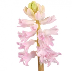 Гиацинт розовый