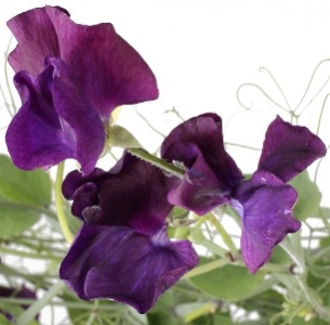 Латирус фиолетовый