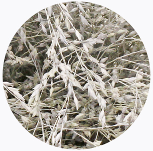 Паникум крашеный белый (Panicum white)