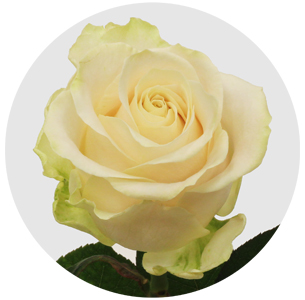 Роза Аваланж Адор (Avalanche Adore)