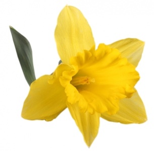 Нарцисс желтый