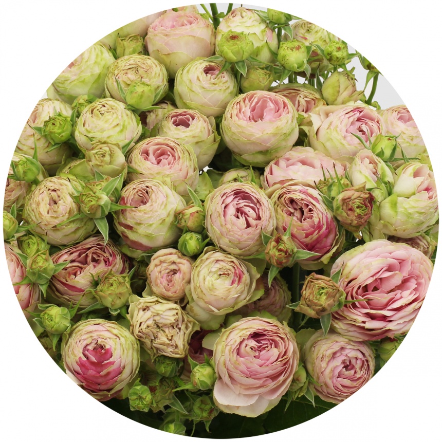 Роза кустовая Пинк Лэйс (Pink Lace)