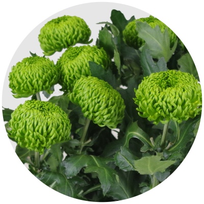 Хризантема одноголовая Глоб Грин (Globe Green)