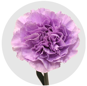 Гвоздика стандарт Мун Аква (Moon Aqua)