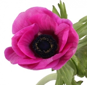 Анемон лиловый