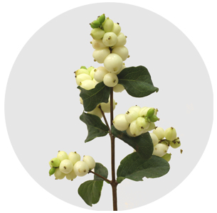 Симфорикарпус Мэджикал лемон лайм (Magical Lemon Lime)