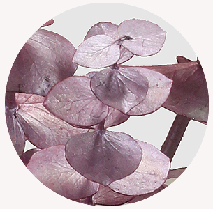 Эвкалипт крашеный розовый металлик (Metallic Pink)