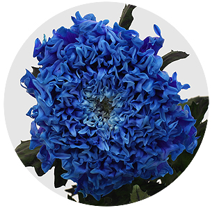 Хризантема одноголовая Эйнштейн крашеная синяя (Einstein Blue)