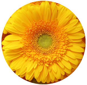 Гербера Субмарина (Submarine)