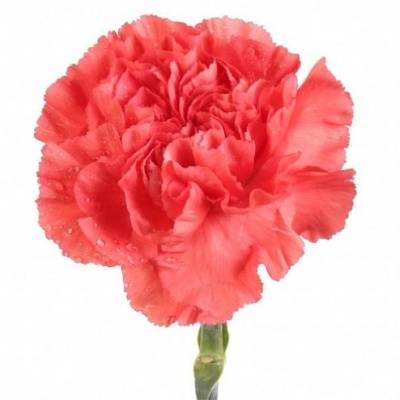 Гвоздика стандарт коралловая