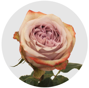 Роза Лилак вондер (Lilac Wonder) Роза Лилак вондер (Lilac Wonder)