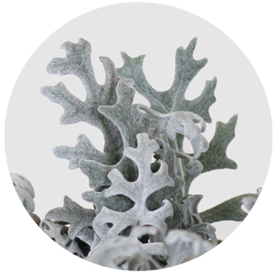 Сенецио Маритима (Senecio maritima)