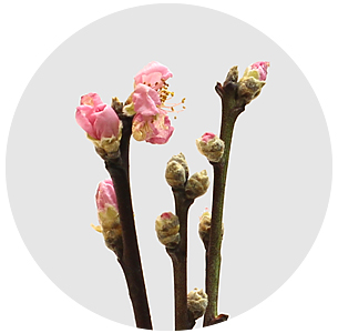 Прунус розовый (Pink)