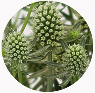 Эрингиум зелёный (Erýngium)