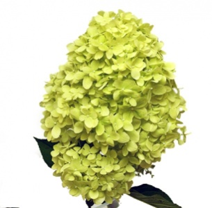 Гортензия салатовая