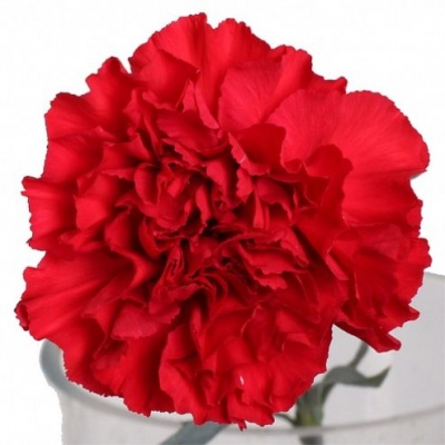 Гвоздика стандарт Нельсон (Nelson)