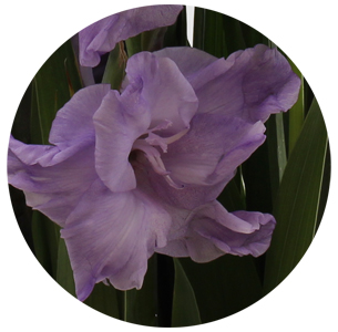 Гладиолус сиреневый