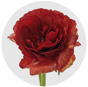 Ранункулус Баттерфляй красный (Butterfly Red)