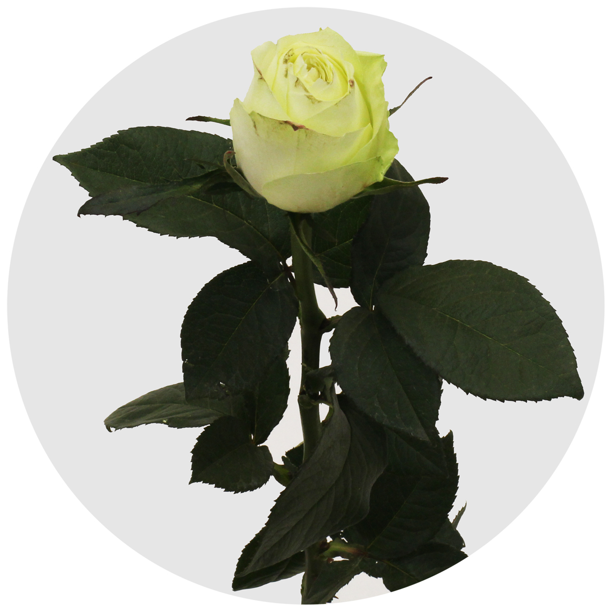 Роза Афина (Athena)