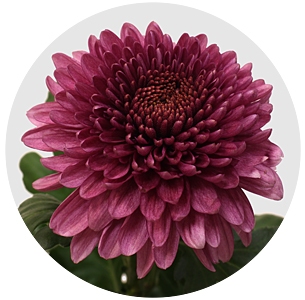 Хризантема одноголовая Десна тёмная (Desna Dark)