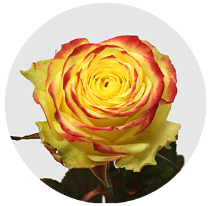 Роза Эппл Парк (Apple Park)