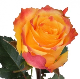 Роза Эволюшн (Evolution)