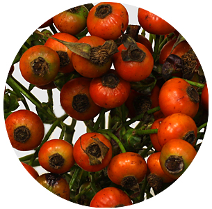 Розенботтел Биг Хип-хоп (Rozenbottel Big Hiphop)