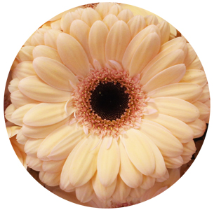 Гербера Лорин (Laureen)