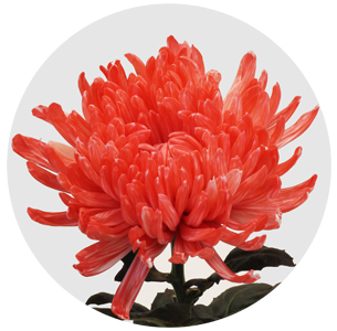 Хризантема одноголовая Антонов красный крашеный (Antonov red)