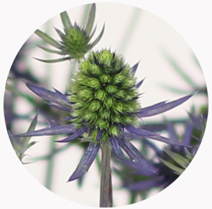 Эрингиум синий (Erýngium)