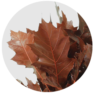 Лист дуба крашеный красный