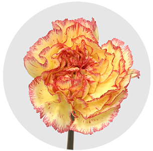 Гвоздика стандарт Комачи фиеста (Komachi Fiesta)