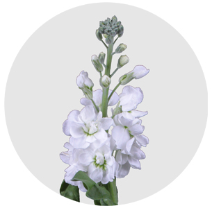 Левкой белый