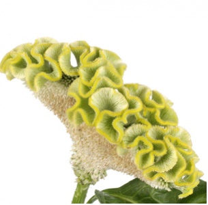 Целозия гребенчатая зеленая