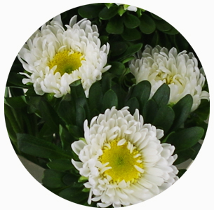 Астра Мацумото белая (Matsumoto white)